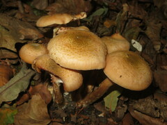 Proteinus brachypterus