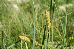 Carex rostrata