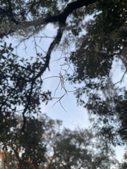 Tillandsia usneoides