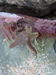 Allostichaster polyplax