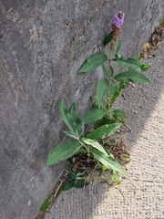 Buddleja davidii