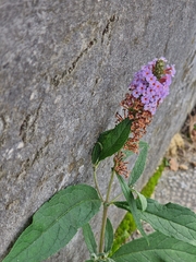 Buddleja davidii