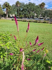 Celosia