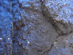 Hydropunctaria maura