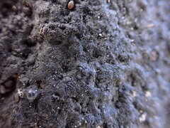 Hydropunctaria maura