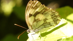 Melanargia lachesis