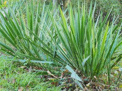 Yucca filamentosa