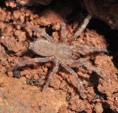 Ischnocolus valentinus