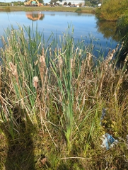 Typha