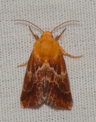Schinia varix
