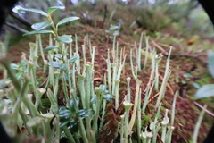 Cladonia maxima