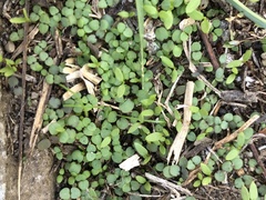 Callisia repens