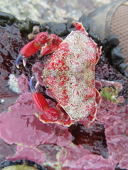 Eurynolambrus australis