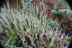 Cladonia maxima