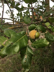 Quercus trojana