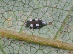 Semidalis