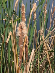 Typha