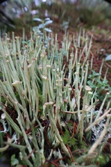 Cladonia maxima