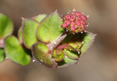 Platysace lanceolata