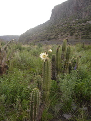 Trichocereus cuzcoensis