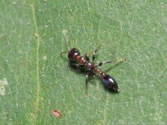 Pseudomyrmex ejectus