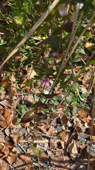 Rhinotropis californica