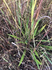 Eriochloa