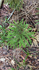 Dendrolycopodium dendroideum