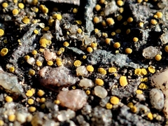 Candelariella aurella