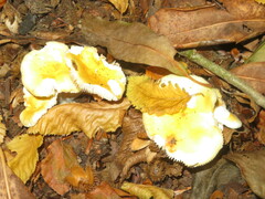 Russula solaris