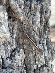Anolis sagrei