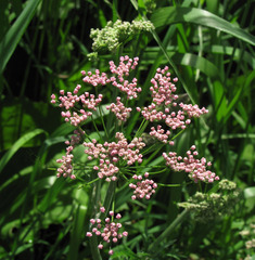 Pimpinella major