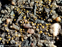 Candelariella aurella