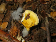 Russula solaris
