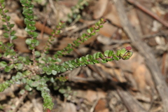 Platysace lanceolata