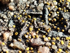 Candelariella aurella