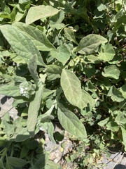 Heliotropium ramosissimum