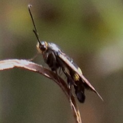 Carmenta pyralidiformis