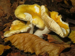 Russula solaris