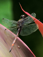 Tauriphila australis