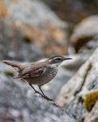 Cinclodes patagonicus