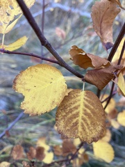 Amelanchier alnifolia