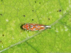 Erythroneura rubra