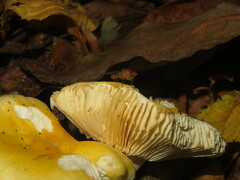 Russula solaris