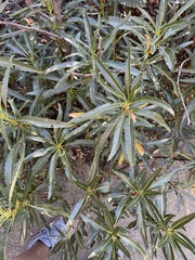 Eriodictyon trichocalyx