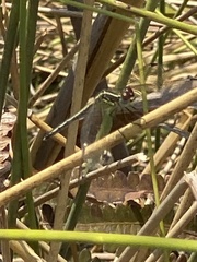 Hemistigma albipunctum