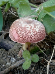 Xerocomellus ripariellus