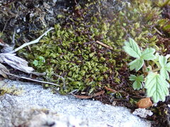 Plagiochila
