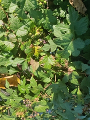 Ampelopsis glandulosa