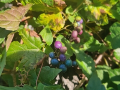 Ampelopsis glandulosa